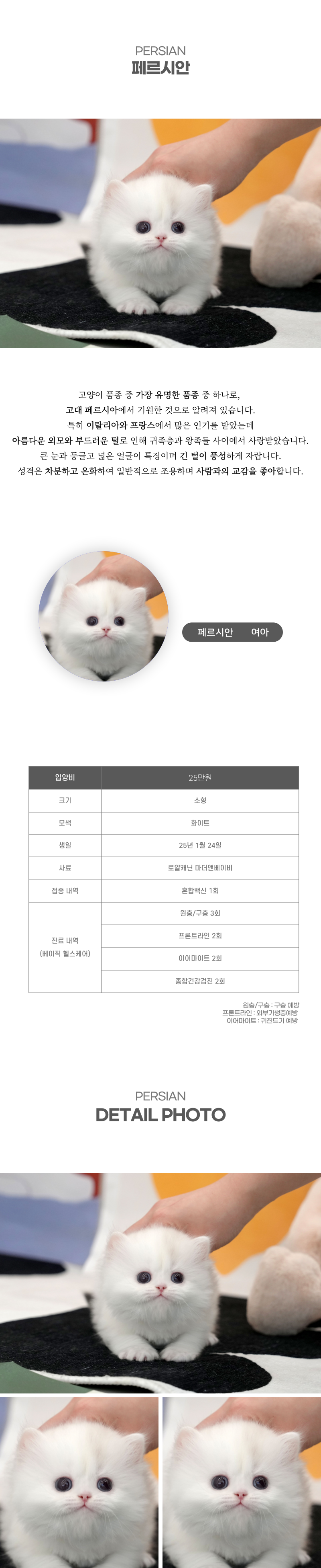 페르시안_상세이미지_2
